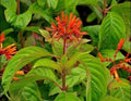 Firebush Seed Pods - 10+ Heirloom Scarlet Bush Seeds (Hamelia patens) - Harvested 12/2024