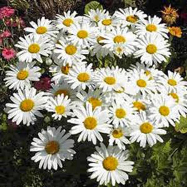 Shasta Daisy Seeds - 100 Count, Bright White/Yellow Flowers, Leucanthemum × superbum