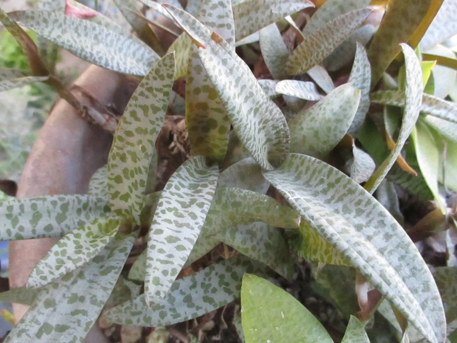 Drimiopsis Live Plants - Silver Squill, 4 Bulb Clusters - Ledebouria Socialis, Indoor Houseplants