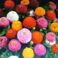 Zinnia Seeds - Lilliput Mixture - Colorful Annual Flowers - Zinnia elegans