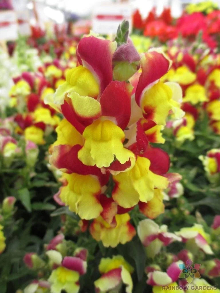 Snapdragon Seeds - 1000+ Snappy Red Yellow - Antirrhinum majus - USA Grown - Flower Seeds for Garden