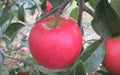 Pixie Crunch Apple Seeds - 25 Seeds for Garden Planting - Malus domestica - USA