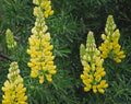 Yellow Lupine Seeds - Lupinus densiflorus aureus - Whitewhorl Lupine - Non-GMO, Easy to Grow, Garden Flower Seeds
