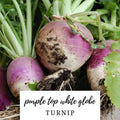 Turnip Seeds - 50 Heirloom Purple Top White Globe Organic NON-GMO - Brassica rapa