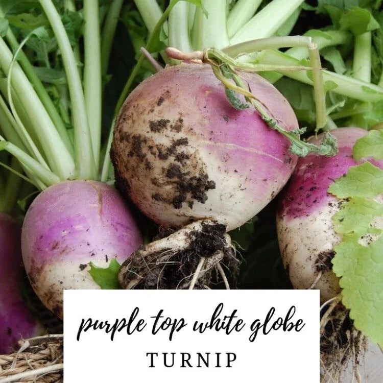 Turnip Seeds - 50 Heirloom Purple Top White Globe Organic NON-GMO - Brassica rapa