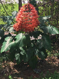 Clerodendrum paniculatum Cuttings 6-Pack Orange Pagoda Pyramid Plant 8-10"