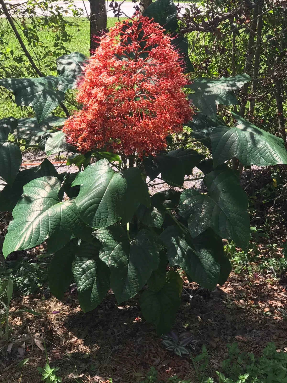 Clerodendrum paniculatum Cuttings 6-Pack Orange Pagoda Pyramid Plant 8-10"
