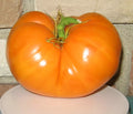 30+ Organic Amana Orange Tomato Seeds - Heirloom, Non-GMO, Rare Variety - Fresh Gardening Seeds for Home Growers