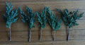 Pre Bonsai Juniper Cuttings 6-8 inch Green Mound Juniper (Juniperus procumbens) - 5 Pack