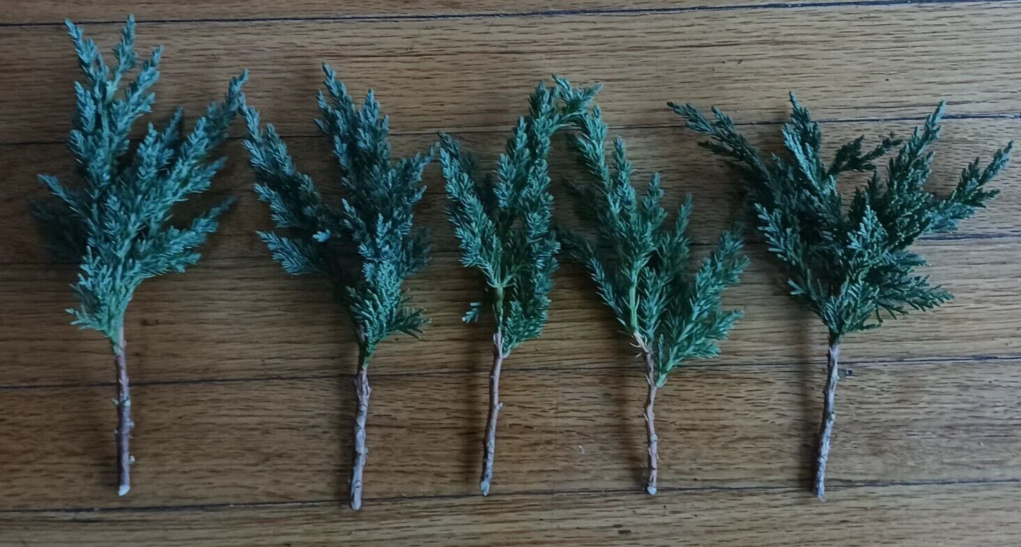 Pre Bonsai Juniper Cuttings 6-8 inch Green Mound Juniper (Juniperus procumbens) - 5 Pack