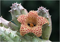 Huernia Erinacea Plant in 3.5" Pot | Rooted Succulent | Unique Starfish Flowering Variety