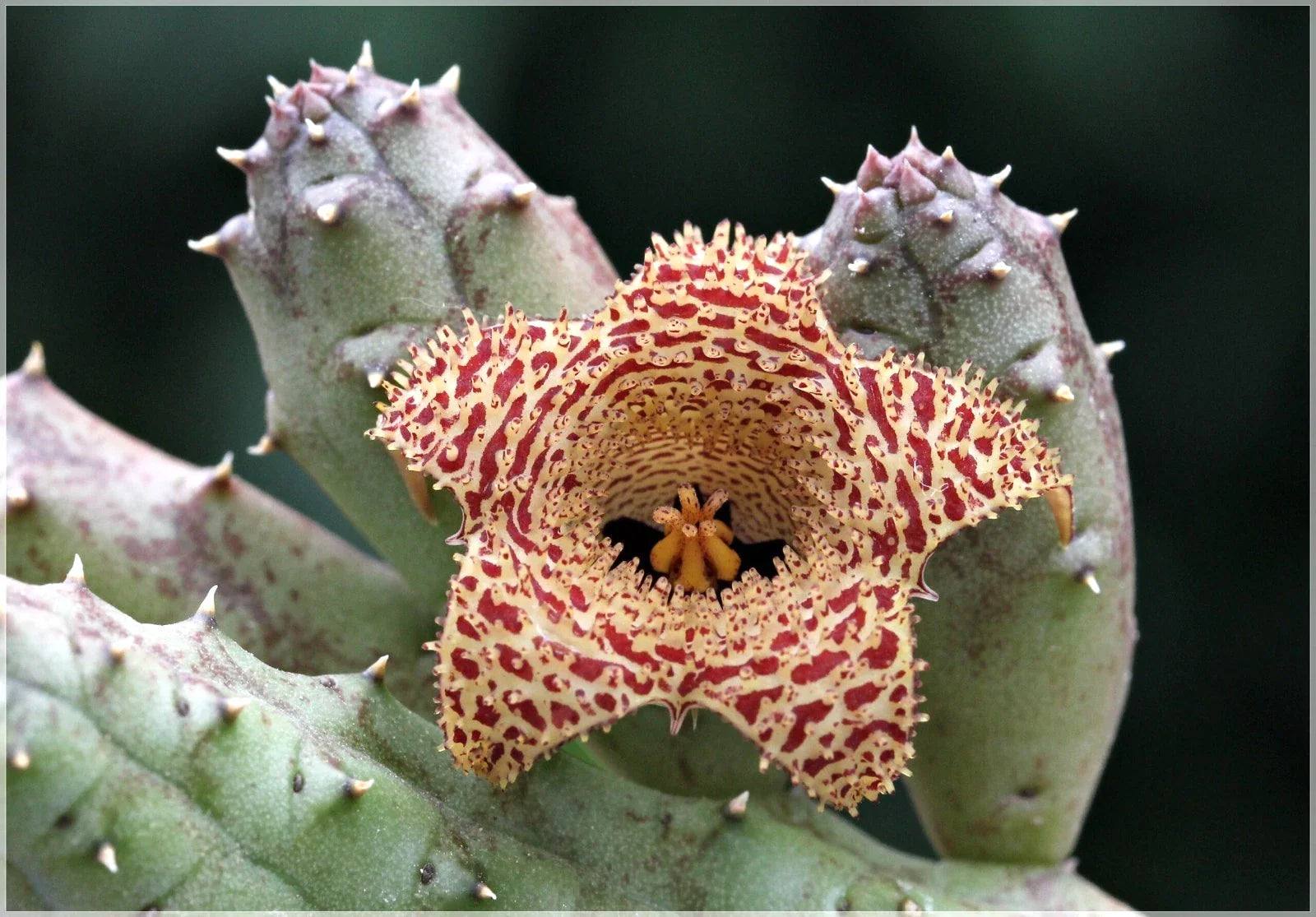 Huernia Erinacea Plant in 3.5" Pot | Rooted Succulent | Unique Starfish Flowering Variety