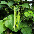 White Half Runner Bean Seeds - Pole Variety for 2025 Planting - Early Mountaineer (Phaseolus vulgaris)