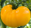 Yellow Brandywine Tomato Seeds 50+ Indeterminate Heirloom Vegetable Garden Seeds
