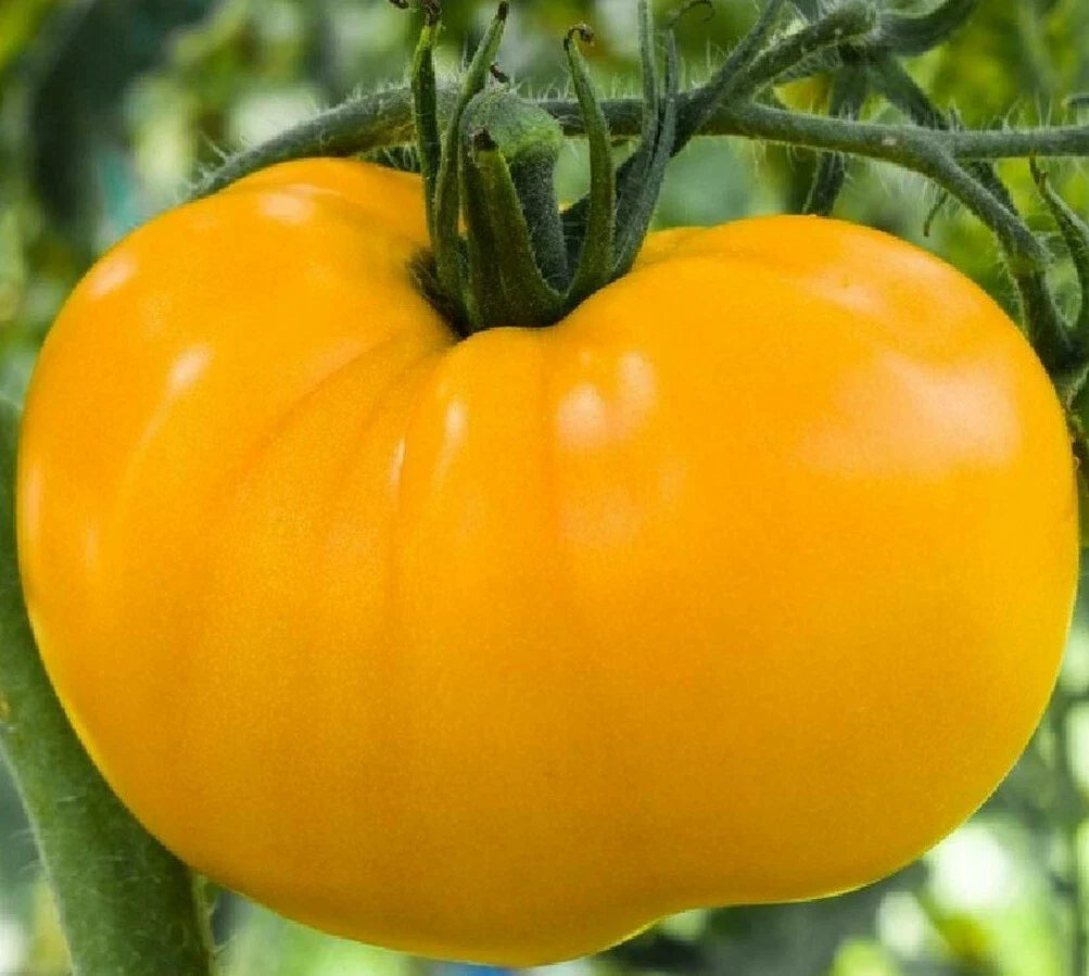 Yellow Brandywine Tomato Seeds 50+ Indeterminate Heirloom Vegetable Garden Seeds