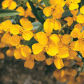 Mexican Mint Marigold Seeds - 100+ Seeds - Tagetes lucida - Spanish Tarragon Herb - USA
