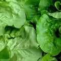 Viroflay Spinach Seeds | Heirloom NON-GMO | Fresh Garden Seeds | Spinacia oleracea