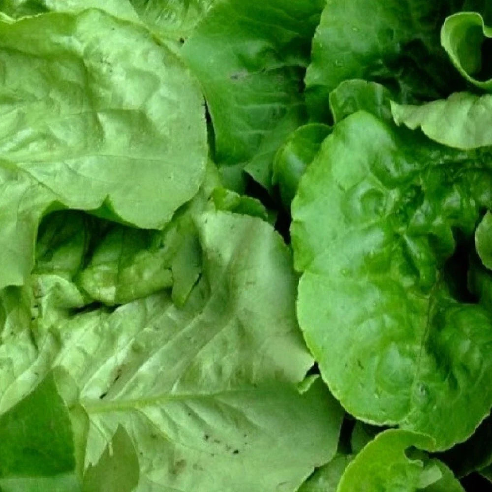Viroflay Spinach Seeds | Heirloom NON-GMO | Fresh Garden Seeds | Spinacia oleracea