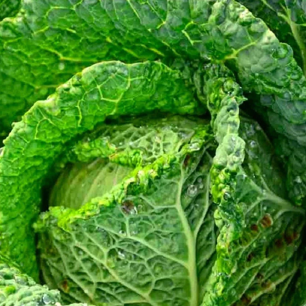 Savoy Perfection Cabbage Seeds | NON-GMO Heirloom | Green Varietal | Brassica oleracea