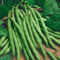 Organic Bush Bean Seeds - Provider Variety - 75 Seeds - Non-GMO, Heirloom, Vegetable Garden
