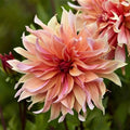 Dahlia Flower Seeds, Exotic Mix, 100+ Seeds, Labyrinth Variety, Shipped from Iowa, USA