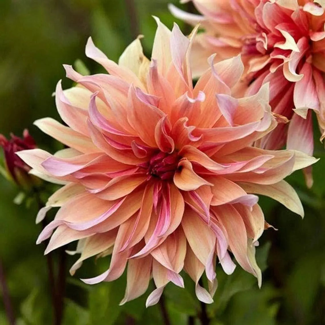 Dahlia Flower Seeds, Exotic Mix, 100+ Seeds, Labyrinth Variety, Shipped from Iowa, USA