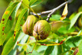 Shellbark Hickory Tree 1 Seed, King Nut Variety, Carya Laciniosa, Hardy Nut Tree for Planting