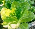 Little Caesar Lettuce Seeds - 250+ Non-GMO Seeds for Home Gardening - Romaine Variety (Lactuca sativa)