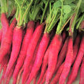 Fire Candle Radish Seeds - Long Red Pink Daikon - Raphanus sativus - 2025 Variety for Home Gardening