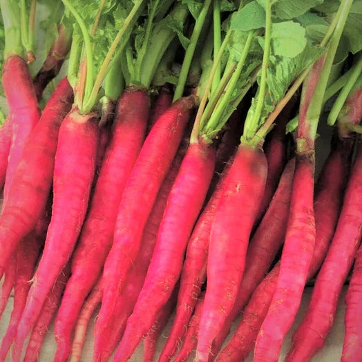 Fire Candle Radish Seeds - Long Red Pink Daikon - Raphanus sativus - 2025 Variety for Home Gardening