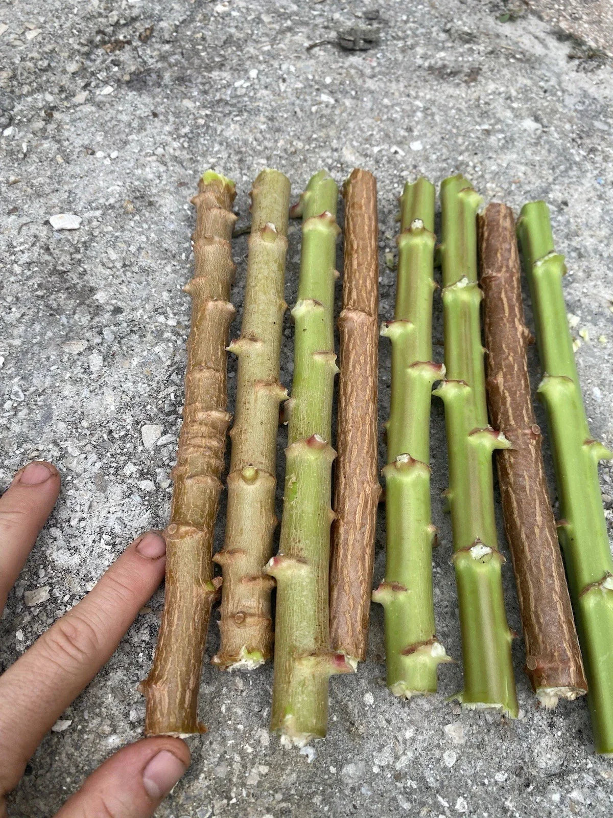 Yuca Cassava Live Cuttings 5-8” Organic Manihot Esculenta Stem - 5 Pack, Florida Grown
