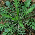 Shepherd's Purse Seeds 500+ Capsella Bursa-pastoris Ji Cai Naengi for Planting, Edible Greens, Organic Gardening