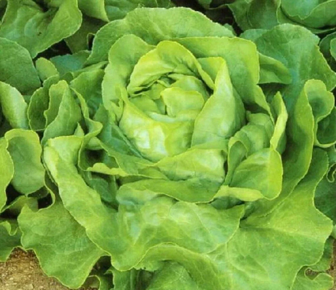 White Boston Lettuce Seeds 600+ Non-GMO Butterhead Lactuca Sativa USA Free Shipping