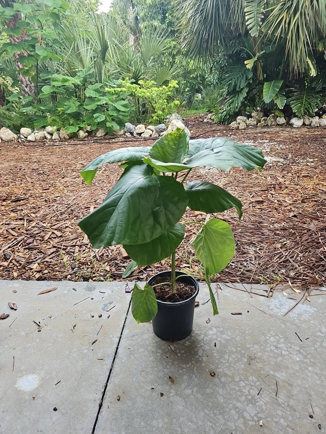 Rare Ficus Umbrellata Umbellata Tree Fig 24" Live Plant - Unique Indoor Houseplant, Tropical Foliage, Easy Care