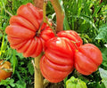 Mushroom Basket Tomato Seeds - 40 Organic Seeds - Heirloom Variety - USA Grown