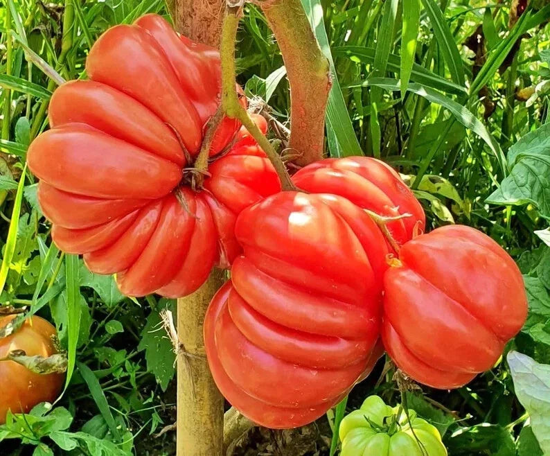 Mushroom Basket Tomato Seeds - 40 Organic Seeds - Heirloom Variety - USA Grown