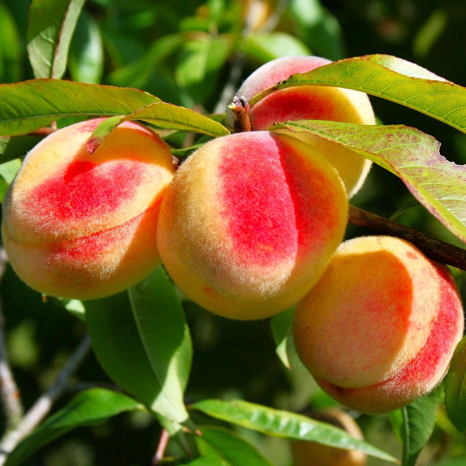 Nemaguard Peach Tree Seeds - Prunus Persica Rootstock for 2025 Planting, Ideal for Peach Cultivation