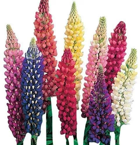 Giant Lupine Seeds - 20 Count - Exotic Flower Variety - Lupinus polyphyllus