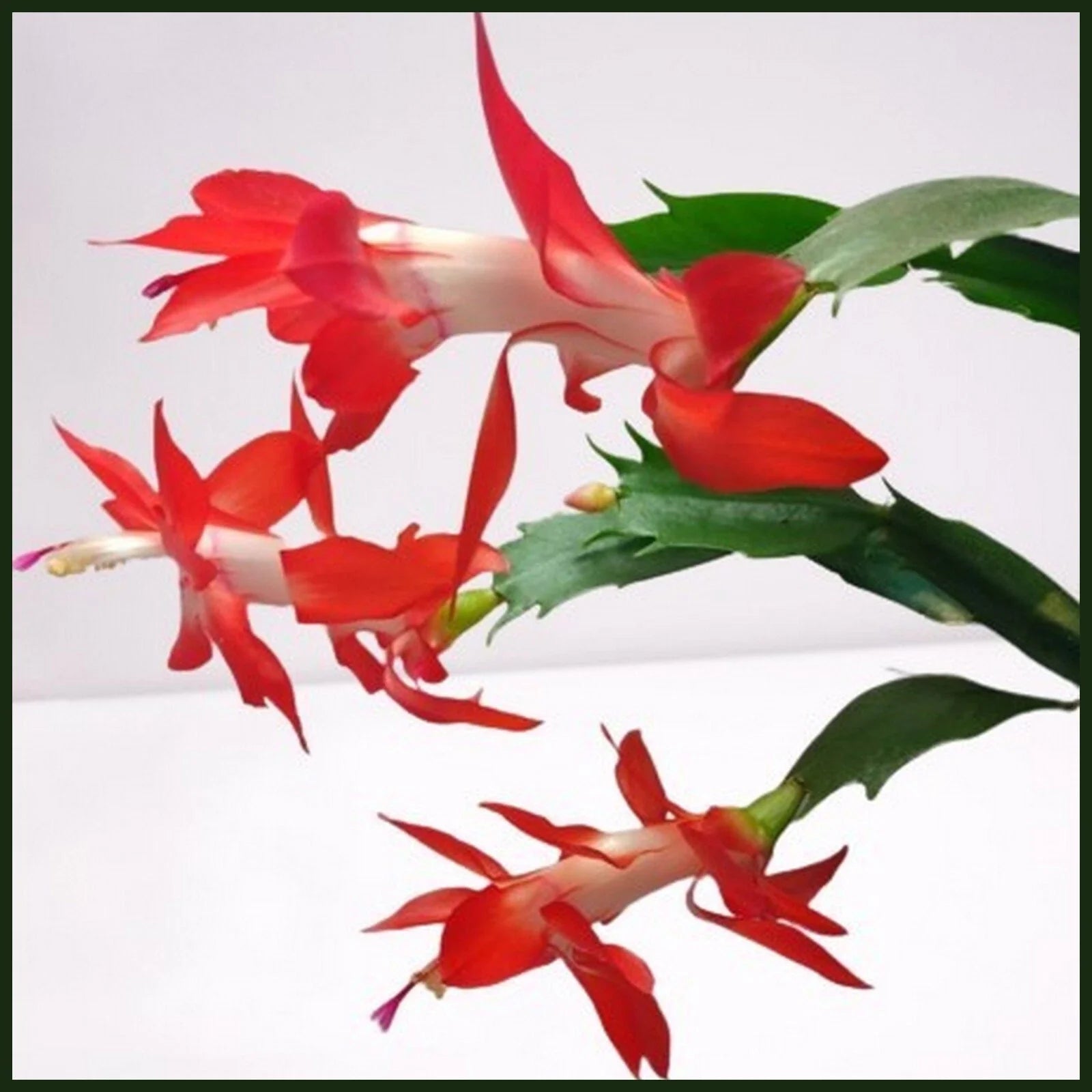 Thanksgiving Cactus Cuttings 2-Segment Red Schlumbergera Truncata - Fresh Unrooted Plant Cuttings for Propagation