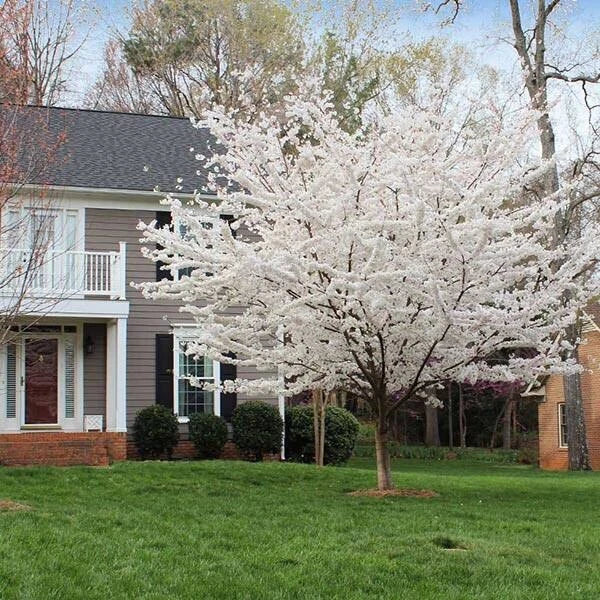 White Redbud Tree Seeds - 20 Pack, Cercis canadensis, 2024 Harvest, Ideal for Gardens and Landscaping