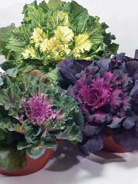 Ornamental Cabbage Seeds - Osaka Mix - 40 Fresh Seeds - Brassica oleracea