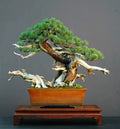 Dwarf Mugo Pine Bonsai Tree Seeds - 30 Pack - Pinus mugo pumilio - Ideal for Indoor/Outdoor Gardening