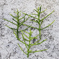 Pencil Cactus Unrooted Cutting - Euphorbia Tirucalli - Succulent Plant for Propagation and Indoor Gardening