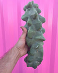 Totem Pole Obesa Cactus Cuttings 9.5”-12” | Unique Succulent Plant | Plant Care Companion