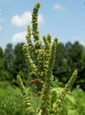 Red-Root Amaranth - 150 Seeds Non-GMO Amaranthus retroflexus, Pigweed / Common Tumbleweed Herb