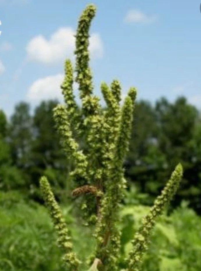 Red-Root Amaranth - 150 Seeds Non-GMO Amaranthus retroflexus, Pigweed / Common Tumbleweed Herb