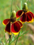 Mexican Hat Seeds - 100++ Prairie Coneflower (Ratibida columnifera) - Thimbleflower for Wildflower Gardens