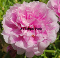 Moss Rose Cuttings - 10 Unrooted, Royal Pink - Portulaca Grandiflora