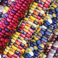 Painted Mountain Ornamental Corn Seeds - Organic Rainbow Indian Dent Seed - Heirloom Variety for Gardens (Zea mays)