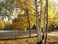 White Birch Tree Seeds - 200 Count - Autumn Yellow Leaves - Betula papyrifera